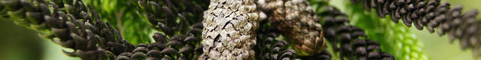 faq section header 2